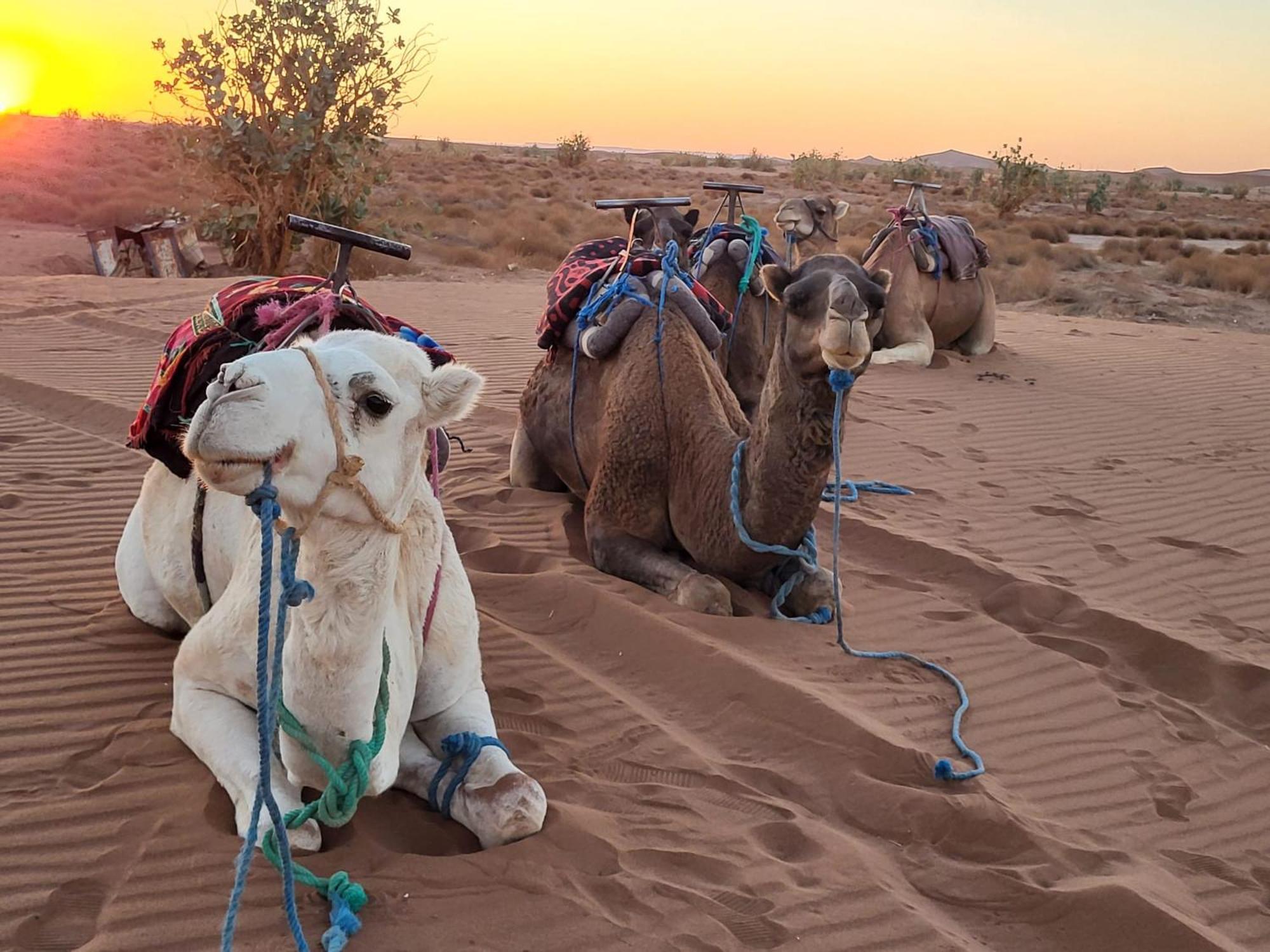 Desert Chegaga Luxury Camp El Gouera Eksteriør bilde