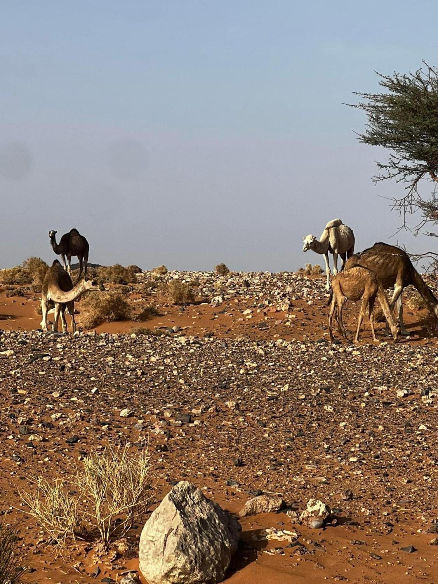 Desert Chegaga Luxury Camp El Gouera Eksteriør bilde